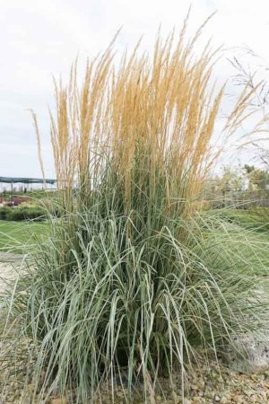 CALAMAGROSTIS × acutiflora Overdam